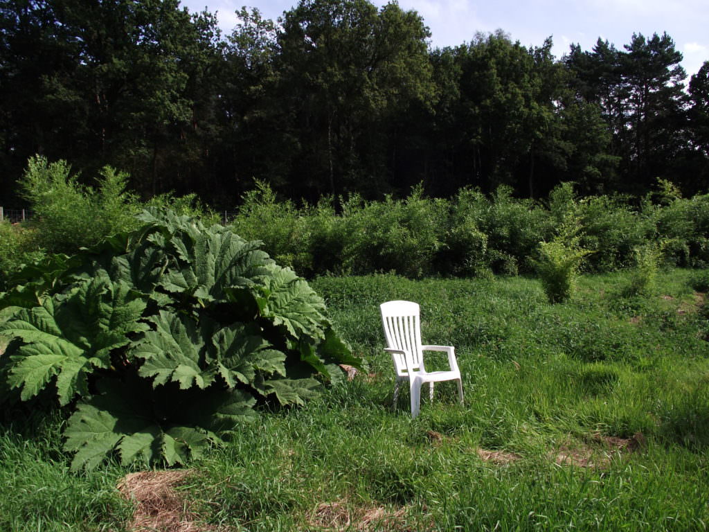 Vorne links Gunnera, hnten Bisettii