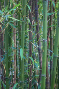 Phyllostachys nigra 'Boryana' 1