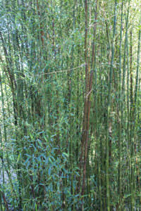 Phyllostachys nigra 'Boryana' 2