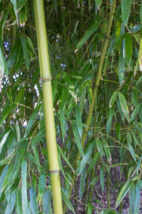 Phyllostachys viridiglaucescens Halm