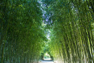 Phyllostachys viridiglaucescens Durchgang