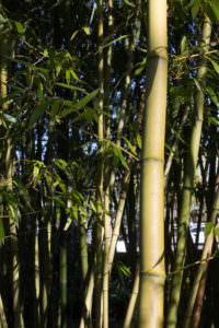 Phyllostachys-vivax02