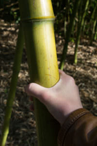 Phyllostachys-vivax03