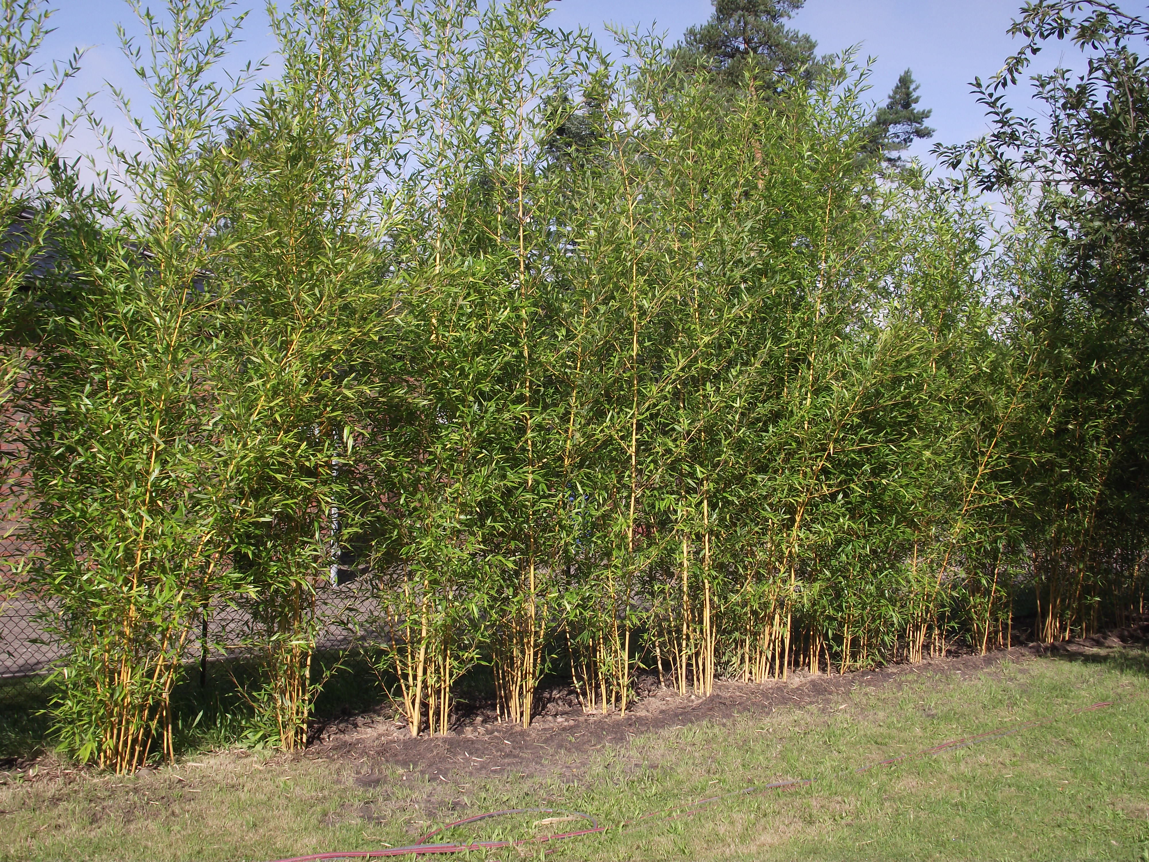 Bambus als Sichtschutz und Hecke