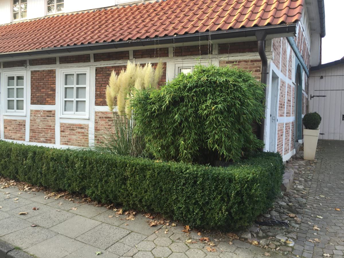Bambus im Garten Bambusmann Beratung