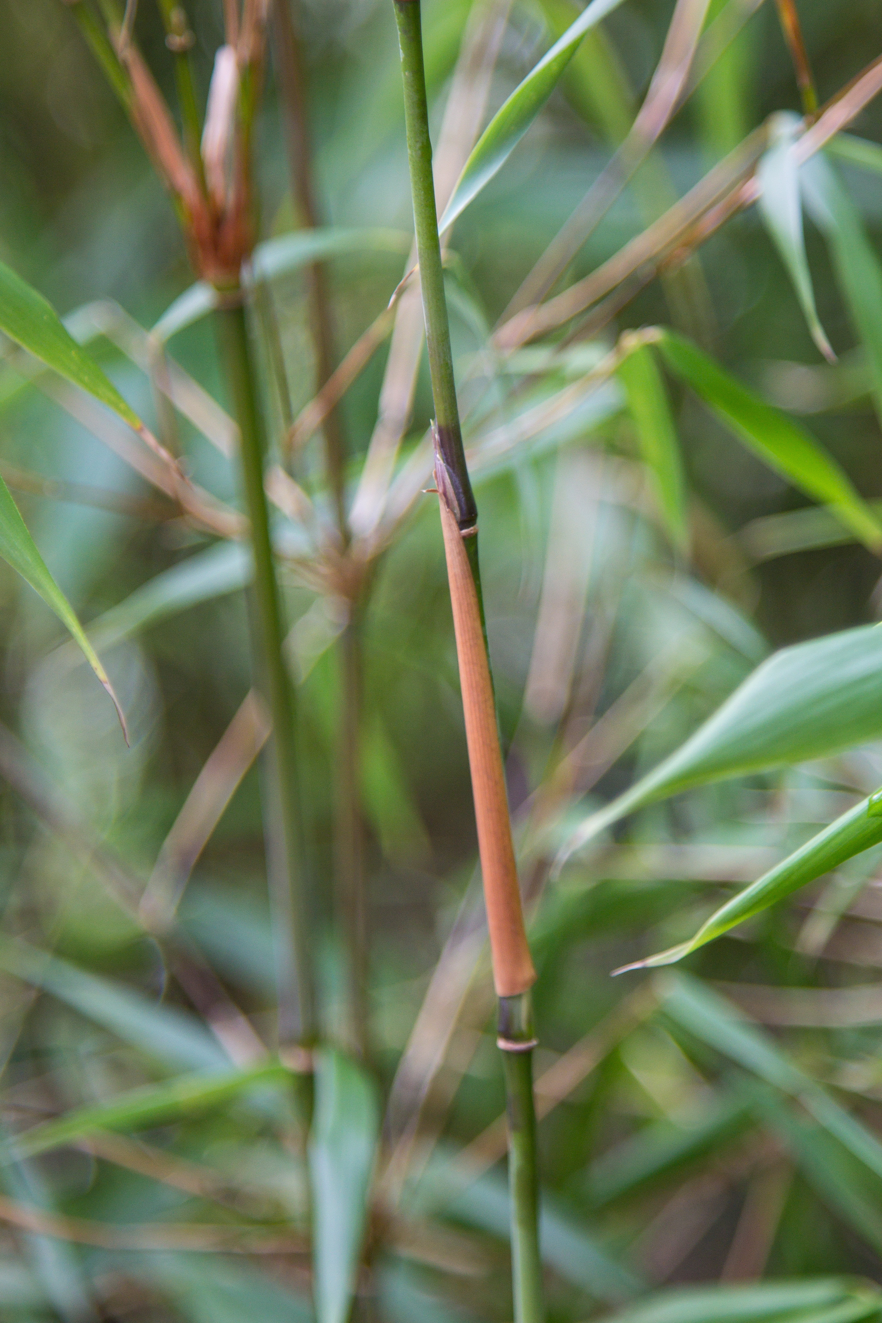 Fargesia scabrida Asian Wonder gt Bambus alle Bambus 0 bis 3 m 