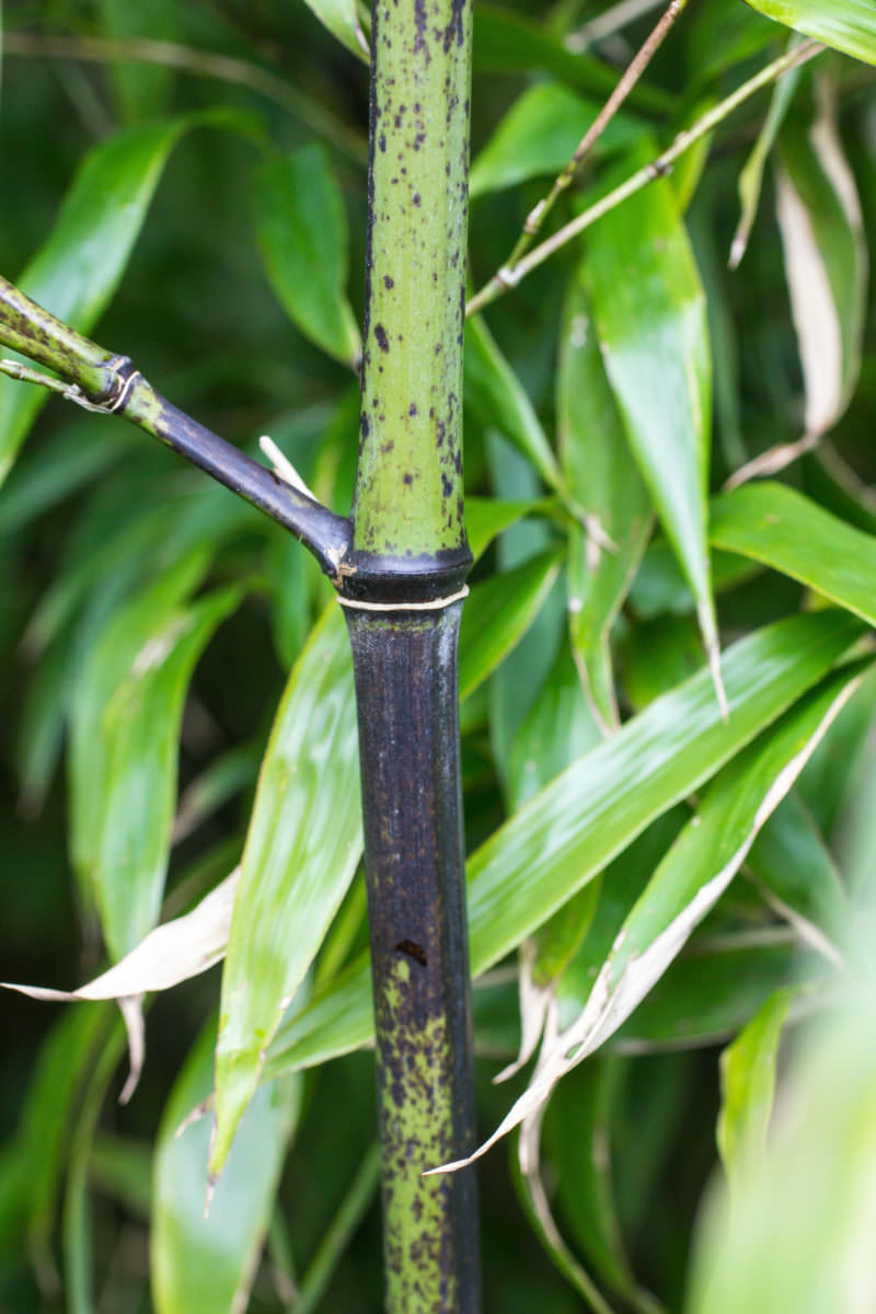 Phyllostachys nigra 'punctata' - Bambusmann | Beratung
