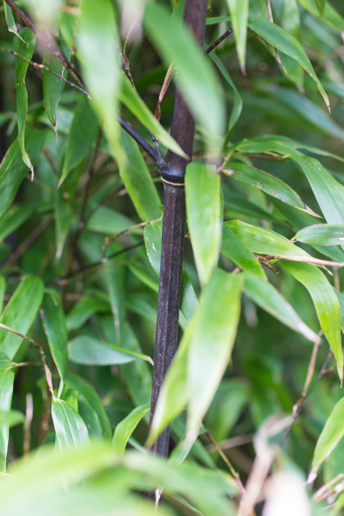 Phyllostachys nigra 'punctata' - Bambusmann | Beratung
