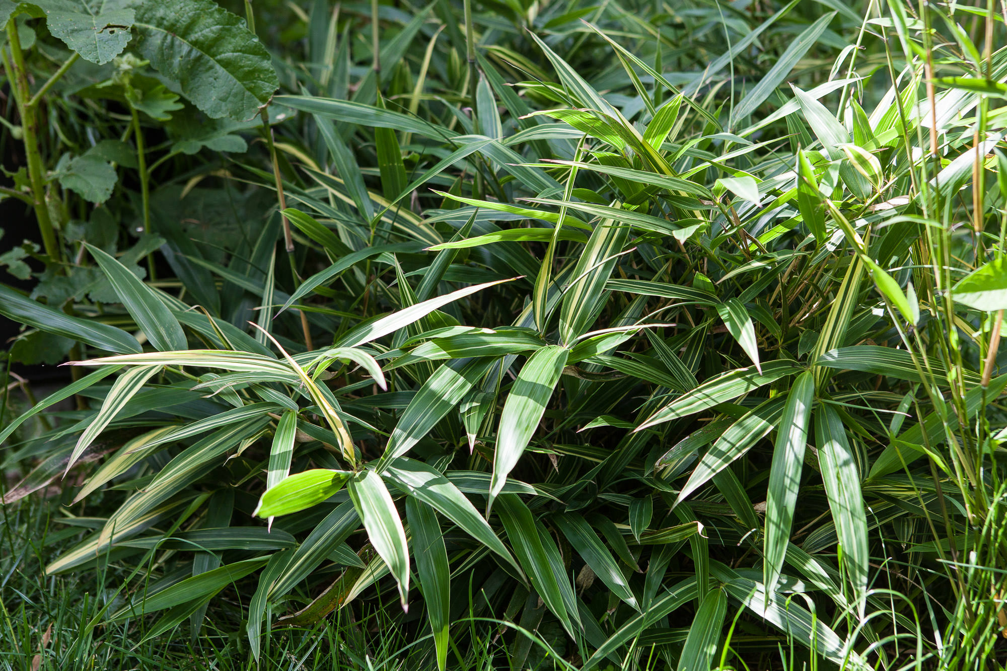 Hibanobambusa tranquillans Shiroshima' - Bambusmann | Beratung
