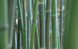 Phyllostachys parvifolia