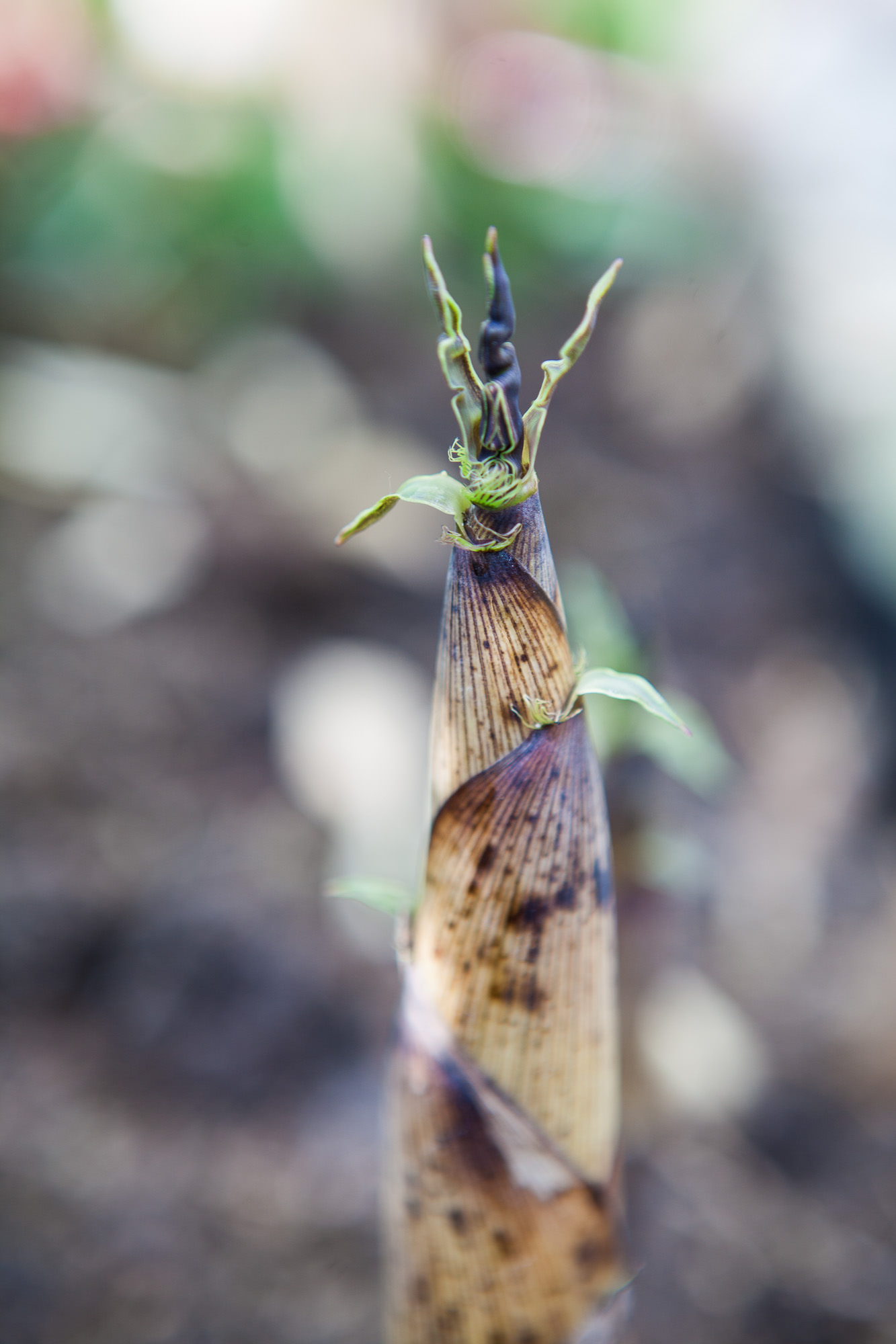 Phyllostachys praecox