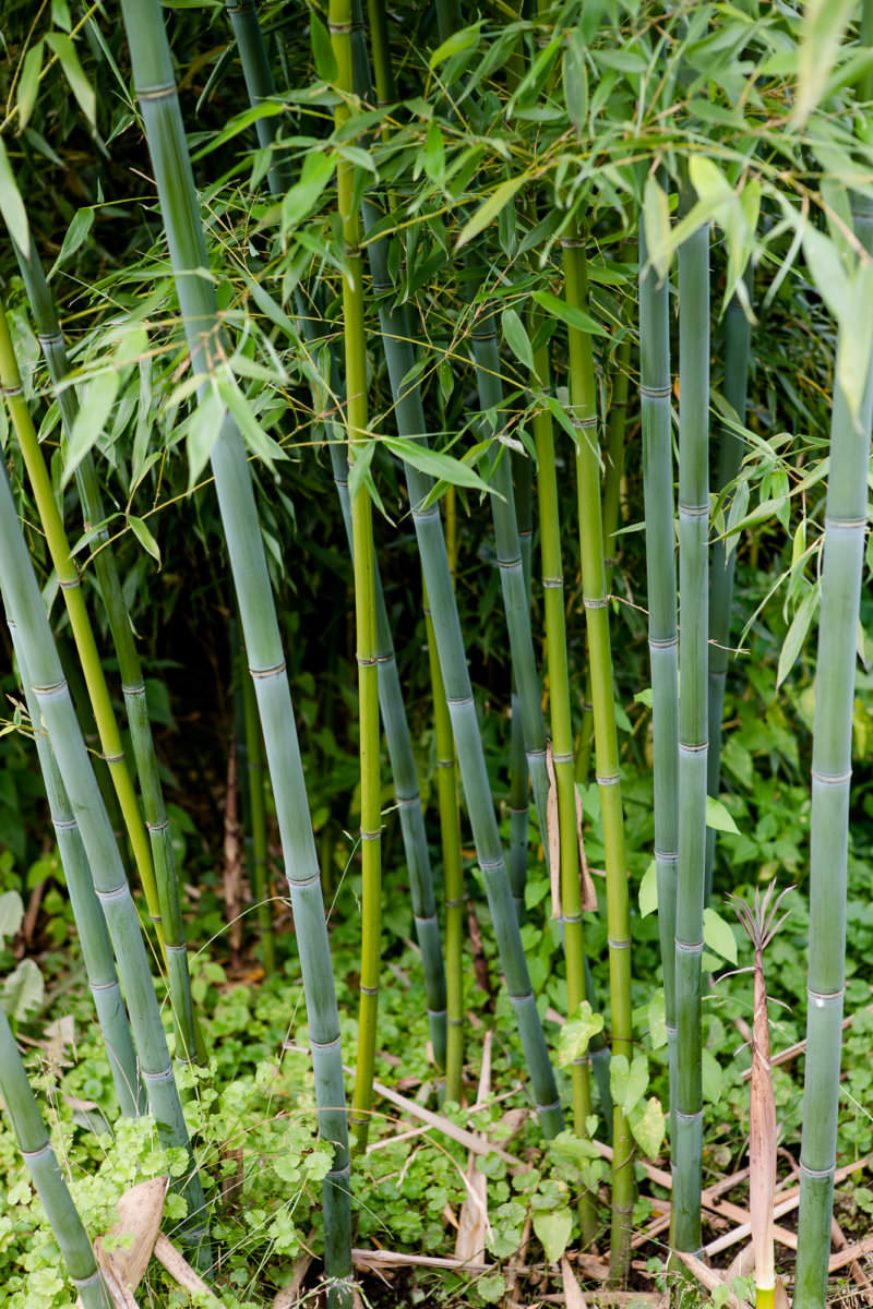 Phyllostachys glauca