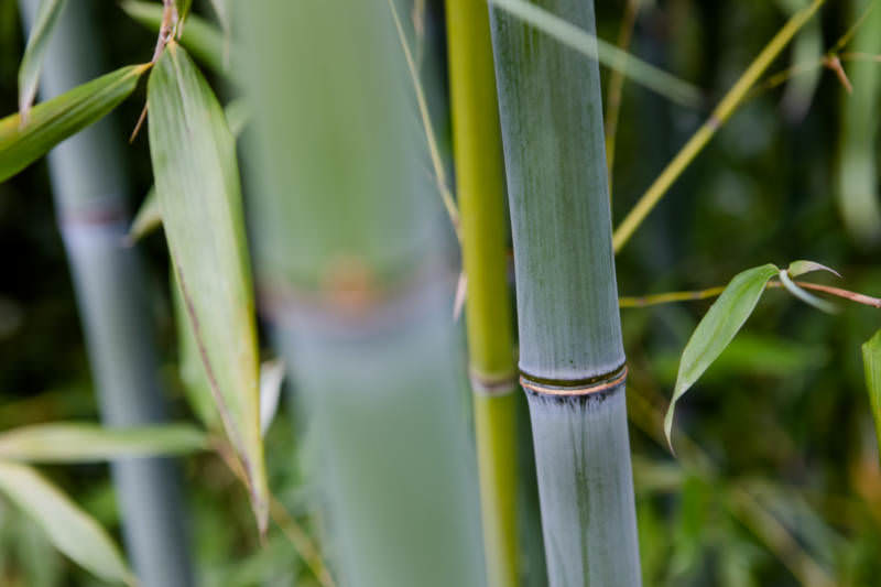 Phyllostachys glauca Blaue Bambus mit schnellem Wuchs