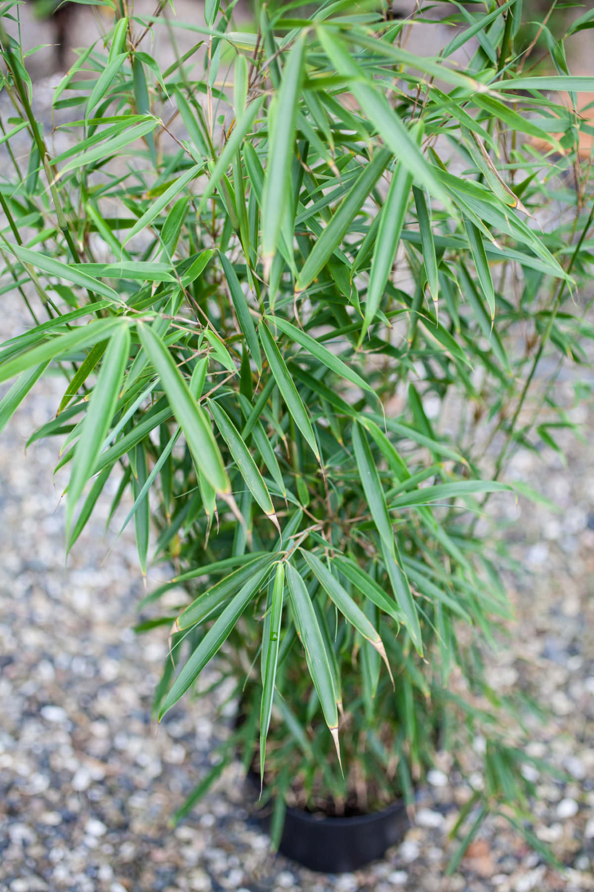 Fargesia robusta Campbell > Bambus (alle), Bambus 0 bis 3 m, Bambus als