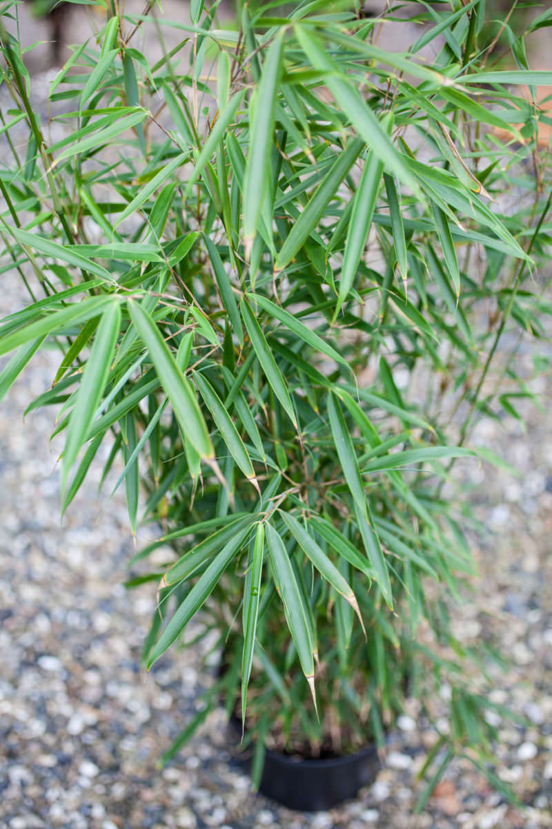 Fargesia robusta 'Campbell' Bambus Bambusmann