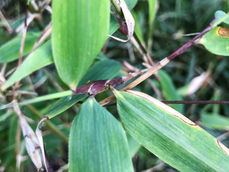 Wann blüht Bambus? Bambusmann Beratung