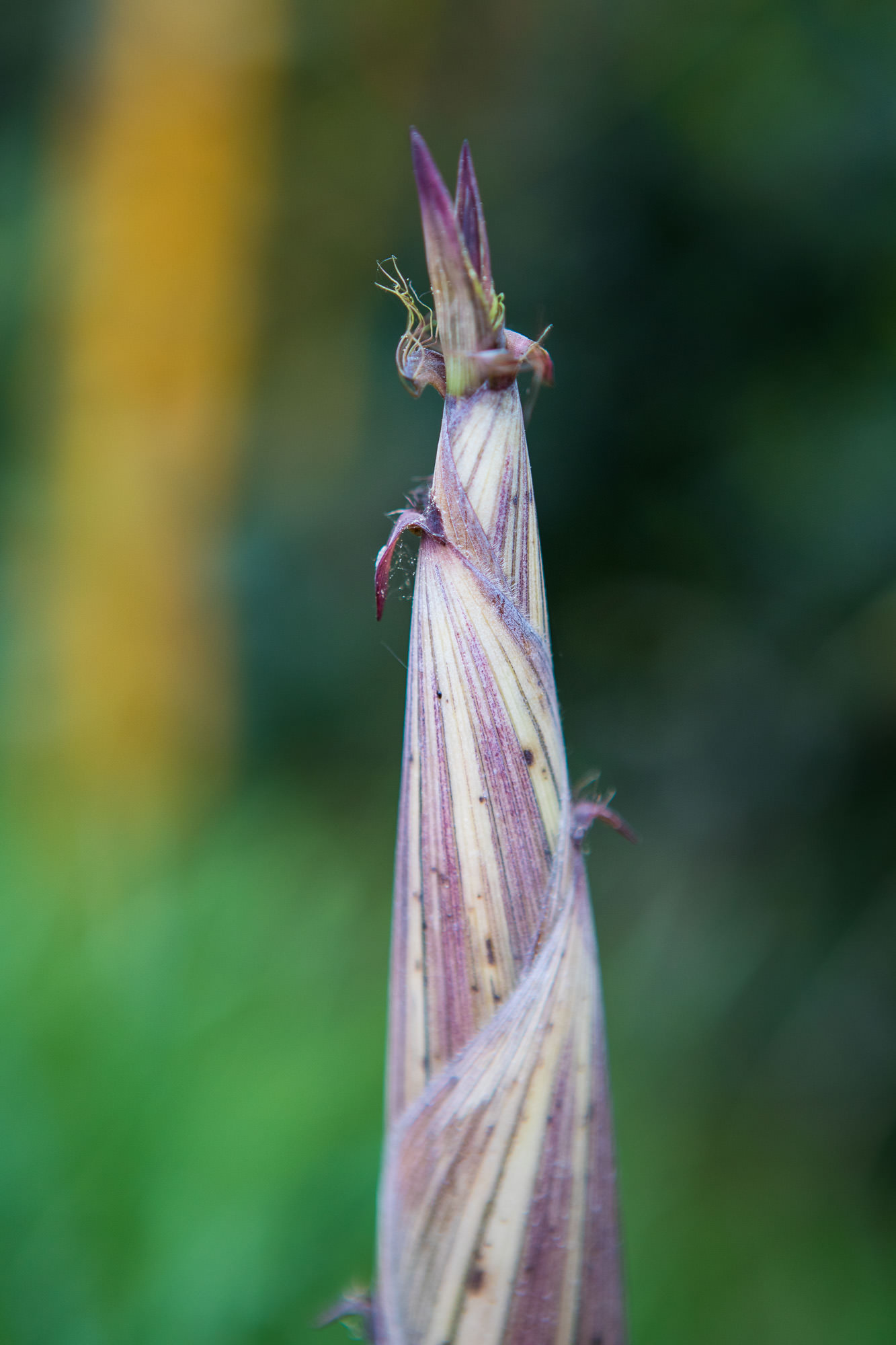 Phyllostachys aureosulcata ‚Spectabilis‘ 
