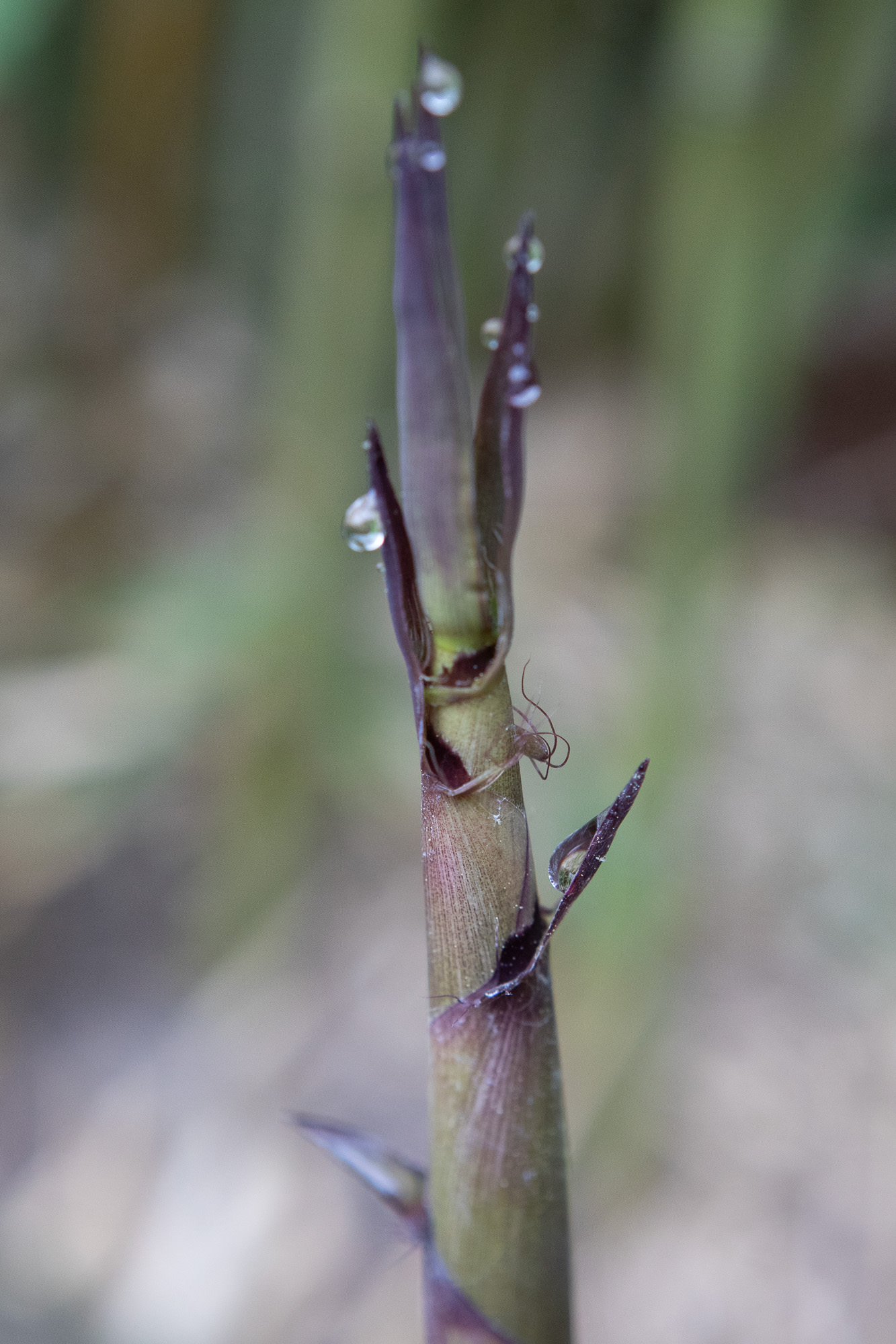 Phyllostachys humilis