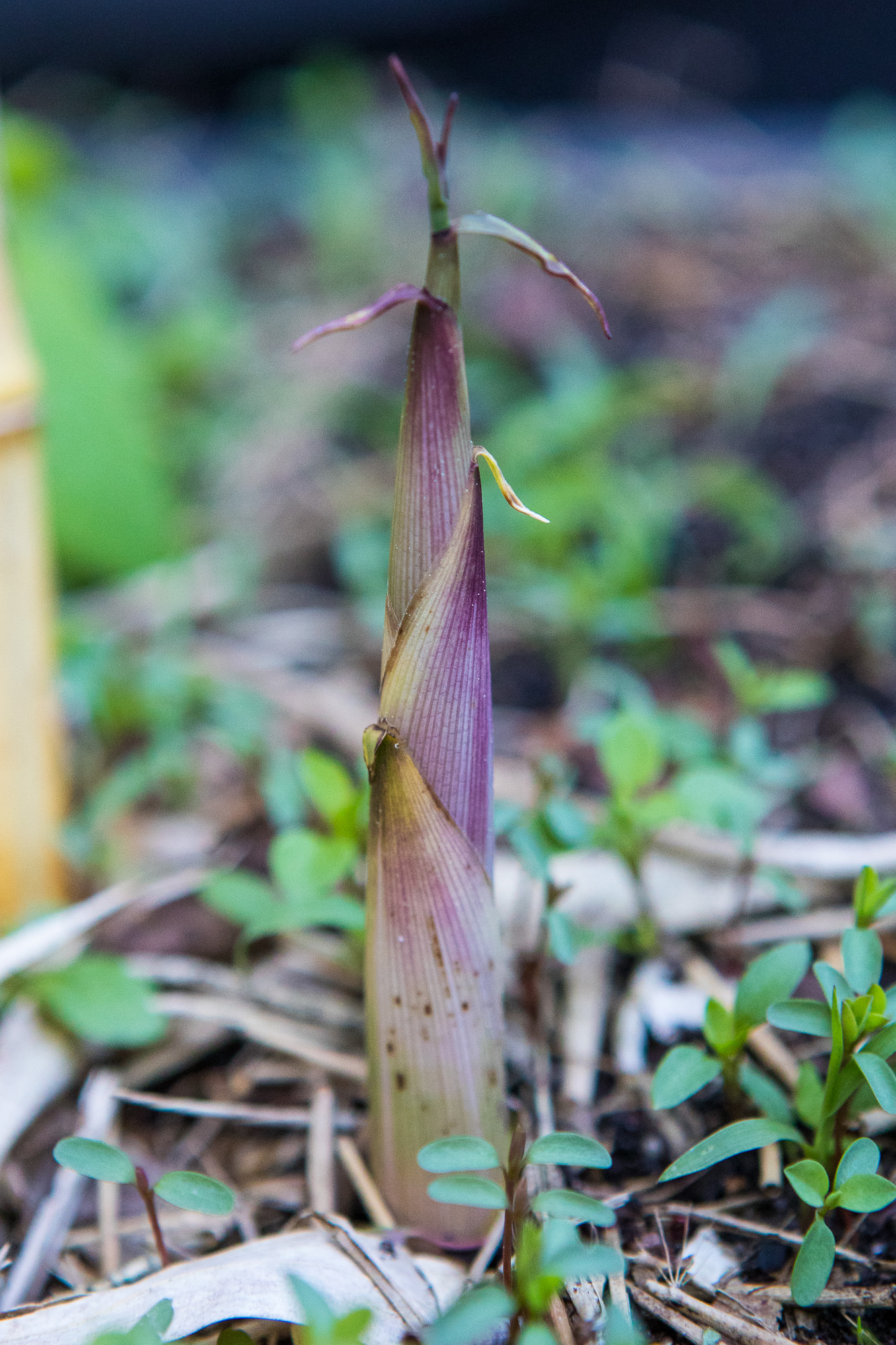 Phyllostachys vivax 'Aureocaulis'