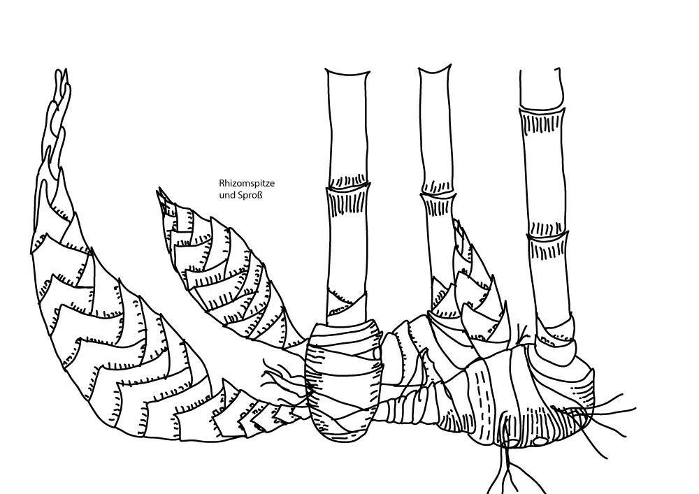 Bambus Ausläufer pachymorph Zeichnung