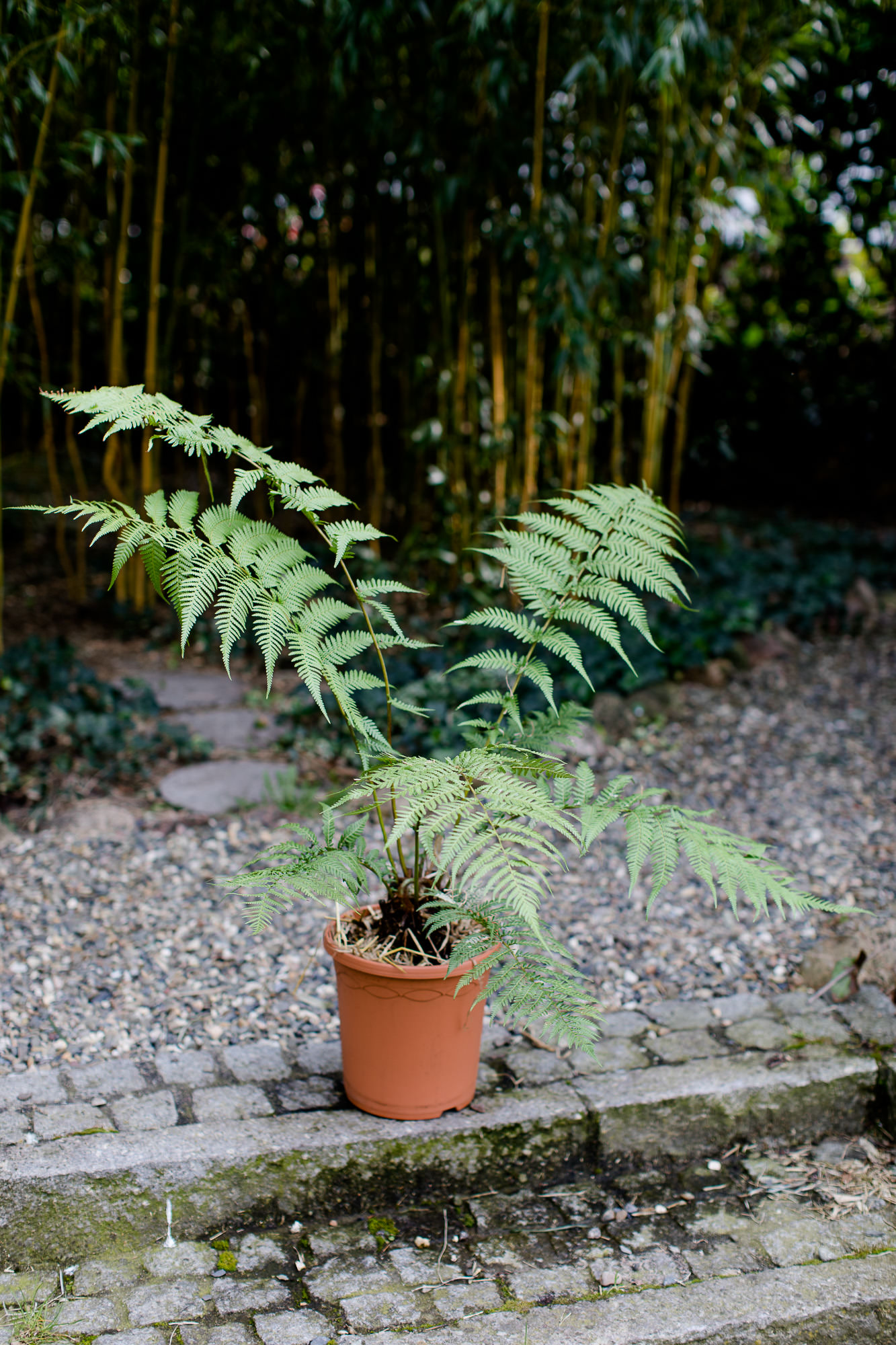 Dicksonia antarctica Baumfarn