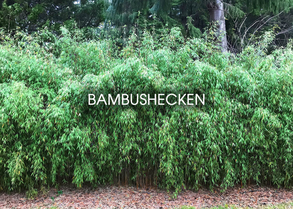 Bambusmann | Pfegetipps fr Bambus, Grser und Fcherahorn