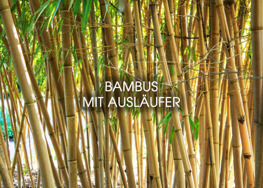 Bambusmann | Pfegetipps fr Bambus, Grser und Fcherahorn
