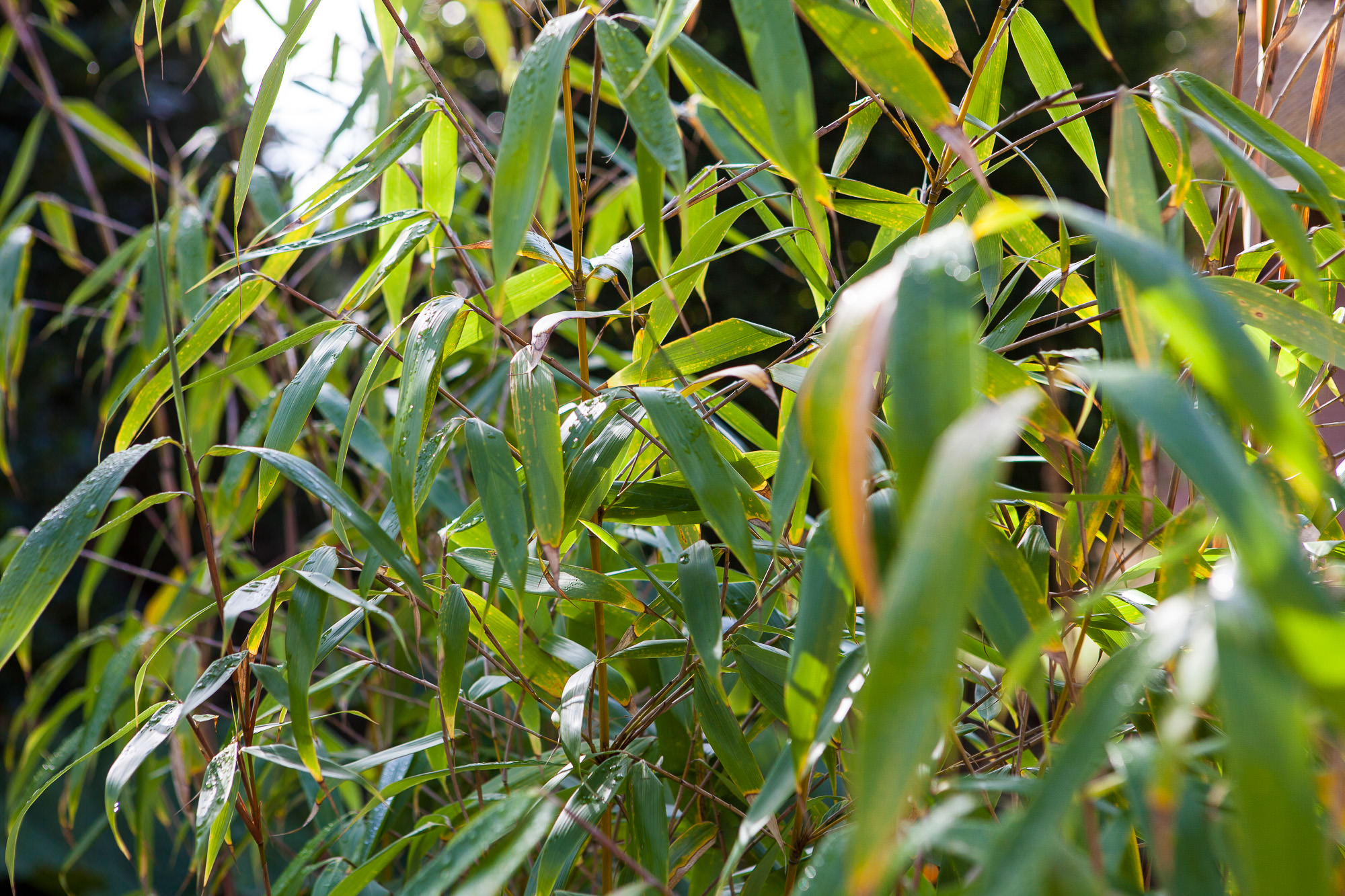 dracaena draco seeds Dragon's Blood tree Seeds main image 0