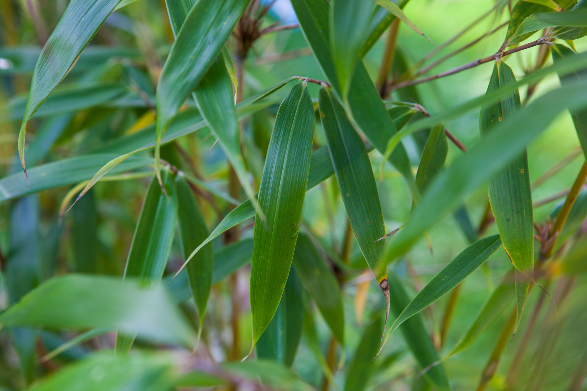 Fargesia robusta Red Sheath' - Bambusmann | Beratung