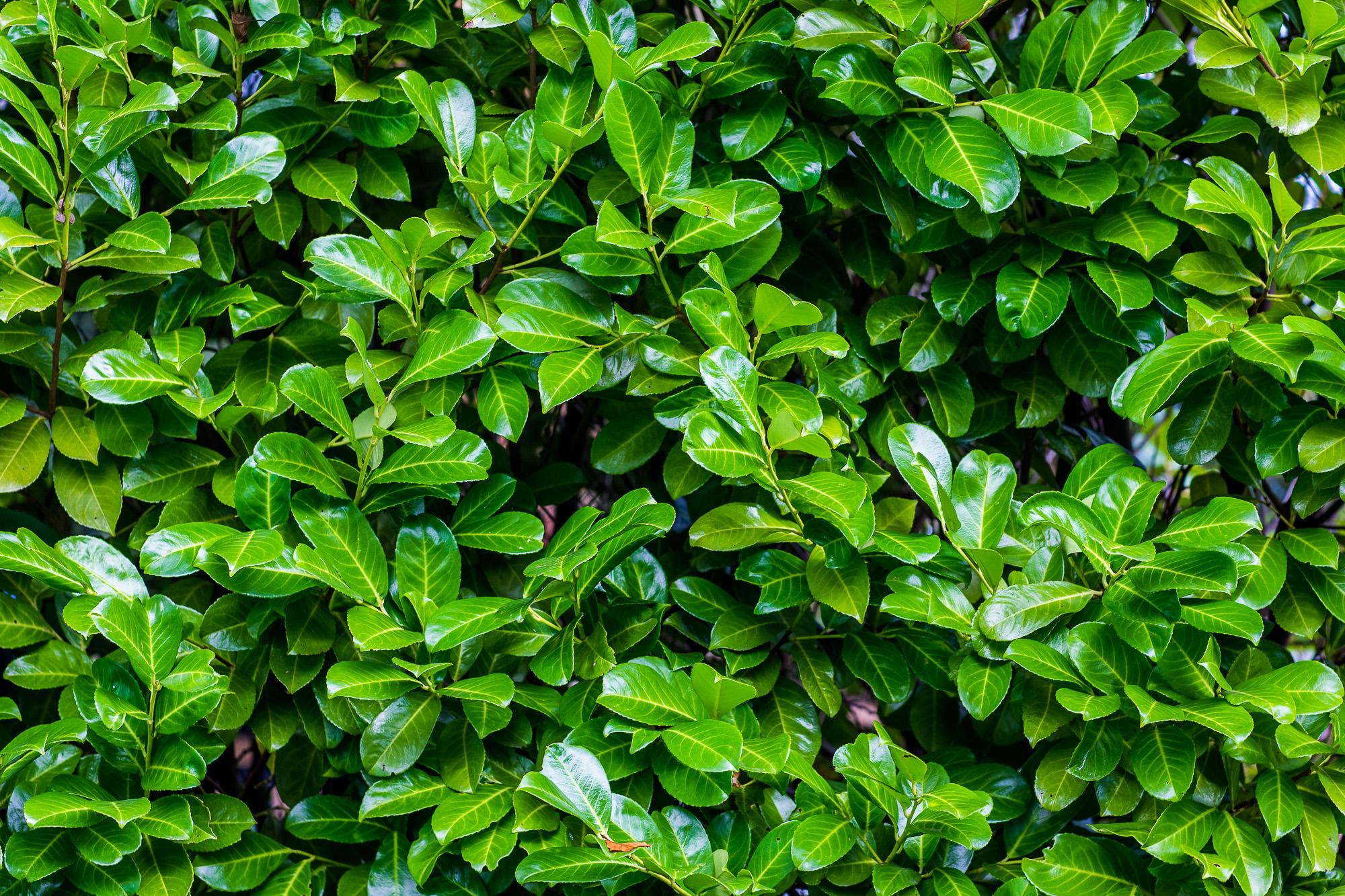 Kirschlorbeer Sichtschutz Hecke