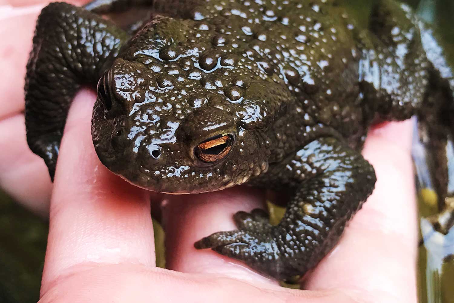 kroete-hand