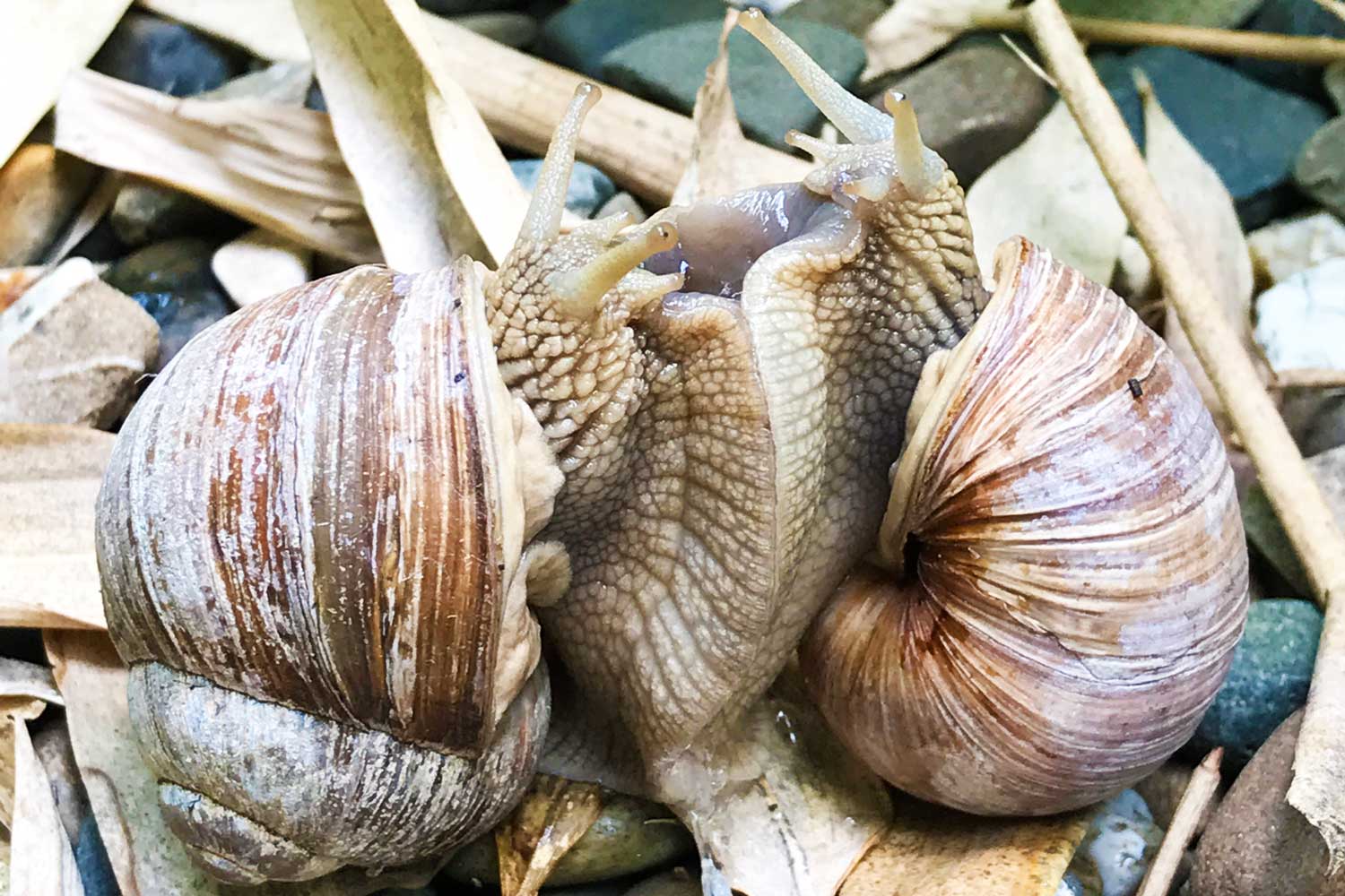 Weinbergschnecke