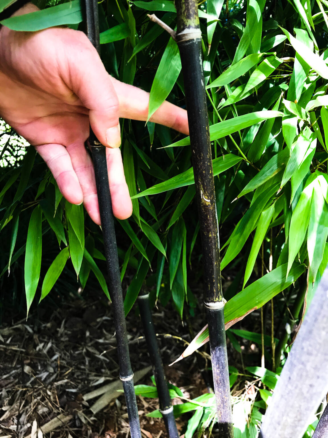 Wie werde ich Bambus los? Wie beseitige ich Bambus?