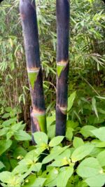 monstera.obliqua Monstera Obliqua Sp Tena – Tropical Houseplant main image 0